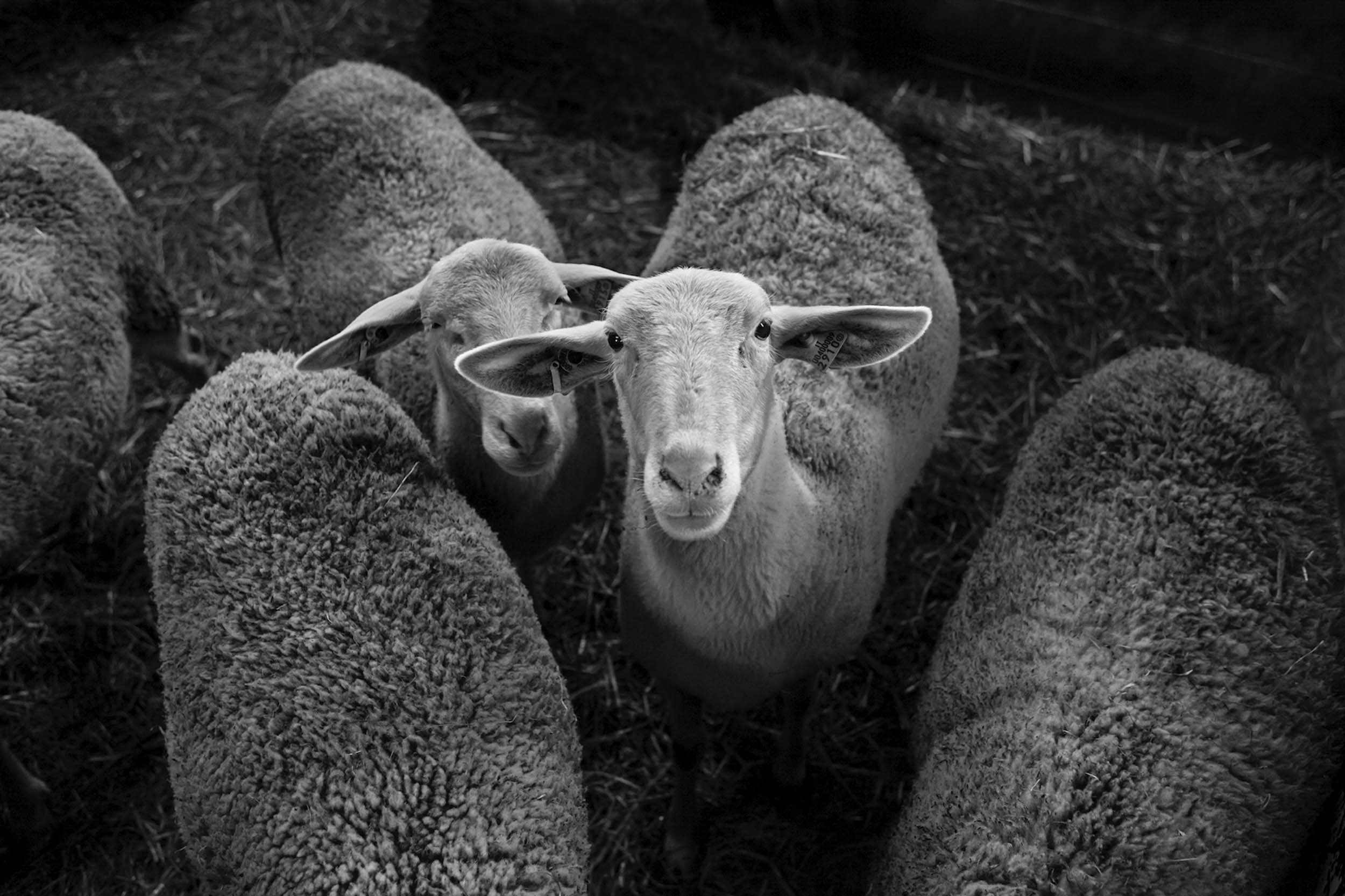 photo pecore